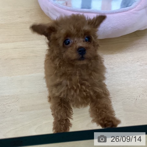 埼玉県のトイプードル(トイ) (ペットプラス 羽生店/2026年6月25日生まれ/女の子/レッド)の子犬の3枚目の画像