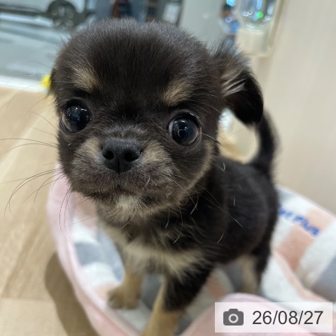 チワワの写真