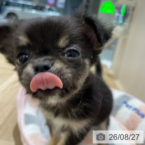 チワワの写真