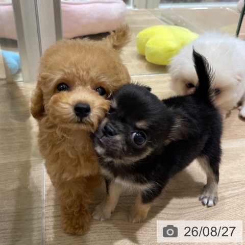 チワワの写真