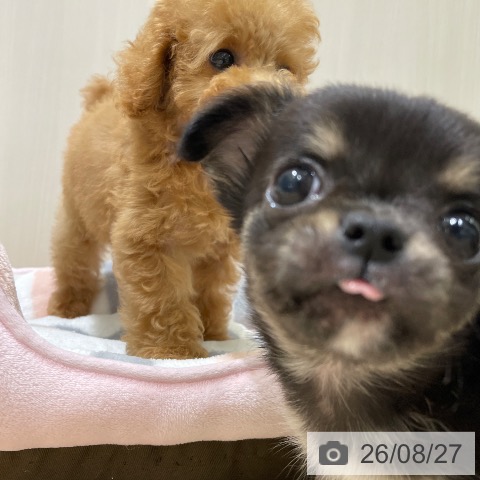 チワワの写真