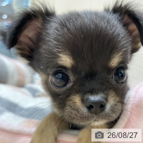 チワワの写真