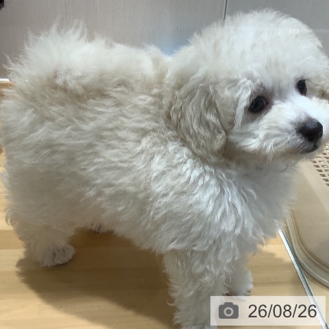 山梨県のトイプードル(トイ) (ペットプラス 甲府昭和店/2026年6月24日生まれ/男の子/ホワイト)の子犬の4枚目の画像