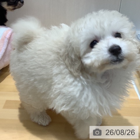 山梨県のトイプードル(トイ) (ペットプラス 甲府昭和店/2026年6月24日生まれ/男の子/ホワイト)の子犬の3枚目の画像