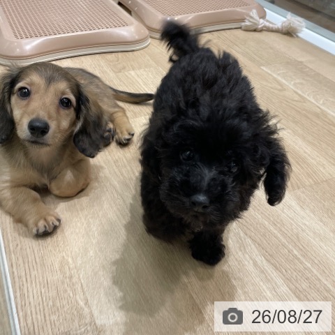 長野県のトイプードル(トイ) (ペットプラス 須坂店/2026年6月22日生まれ/男の子/ブラック)の子犬の4枚目の画像
