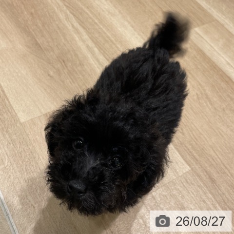 長野県のトイプードル(トイ) (ペットプラス 須坂店/2026年6月22日生まれ/男の子/ブラック)の子犬の3枚目の画像