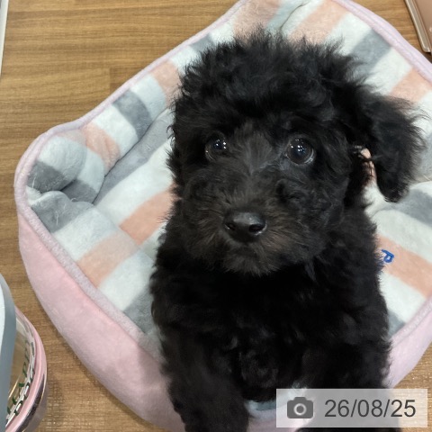 埼玉県のトイプードル(トイ) (ペッツワン 新座店/2026年6月22日生まれ/男の子/ブラック)の子犬の4枚目の画像