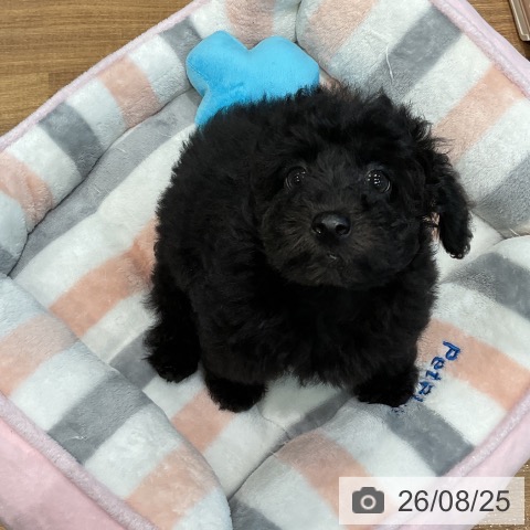 埼玉県のトイプードル(トイ) (ペッツワン 新座店/2026年6月22日生まれ/男の子/ブラック)の子犬の3枚目の画像