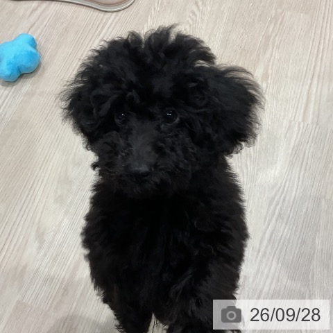 埼玉県のトイプードル(トイ) (ペッツワン 新座店/2026年6月22日生まれ/男の子/ブラック)の子犬の3枚目の画像