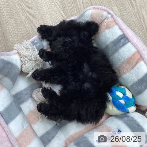 埼玉県のトイプードル(トイ) (ペットプラス 上尾店/2026年6月22日生まれ/女の子/ブラック)の子犬の4枚目の画像