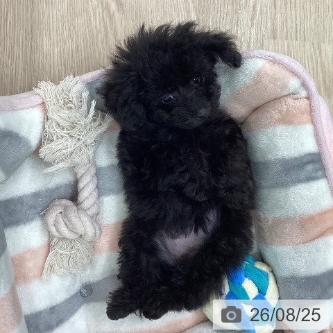 埼玉県のトイプードル(トイ) (ペットプラス 上尾店/2026年6月22日生まれ/女の子/ブラック)の子犬の3枚目の画像