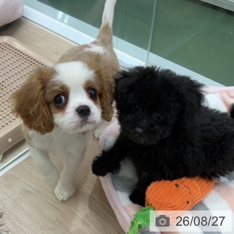 埼玉県のトイプードル(トイ) (ペットプラス 上尾店/2026年6月22日生まれ/女の子/ブラック)の子犬の3枚目の画像