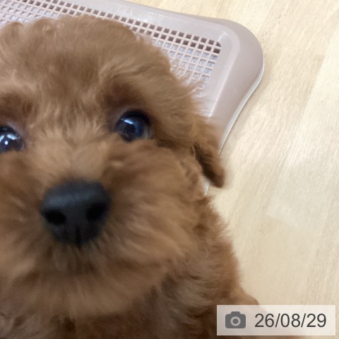 長野県のトイプードル(トイ) (ペットプラス 松本店/2026年6月24日生まれ/男の子/レッド)の子犬の4枚目の画像