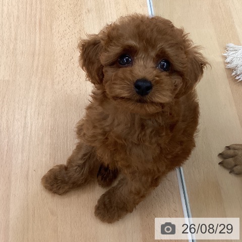 長野県のトイプードル(トイ) (ペットプラス 松本店/2026年6月24日生まれ/男の子/レッド)の子犬の3枚目の画像