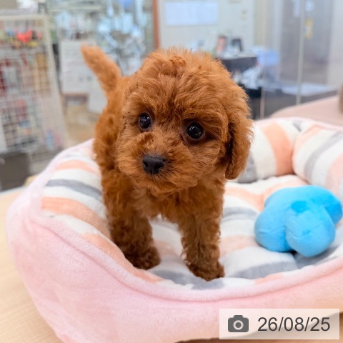 東京都のトイプードル(トイ) (ペッツワン 南砂町SUNAMO店/2026年6月24日生まれ/男の子/レッド)の子犬の3枚目の画像
