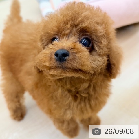 東京都のトイプードル(トイ) (ペッツワン 南砂町SUNAMO店/2026年6月24日生まれ/男の子/レッド)の子犬の3枚目の画像