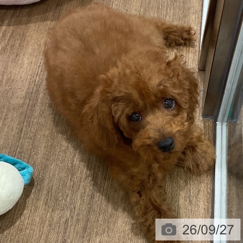 神奈川県のトイプードル(トイ) (ペッツワン 小田原店/2026年6月24日生まれ/男の子/レッド)の子犬の3枚目の画像