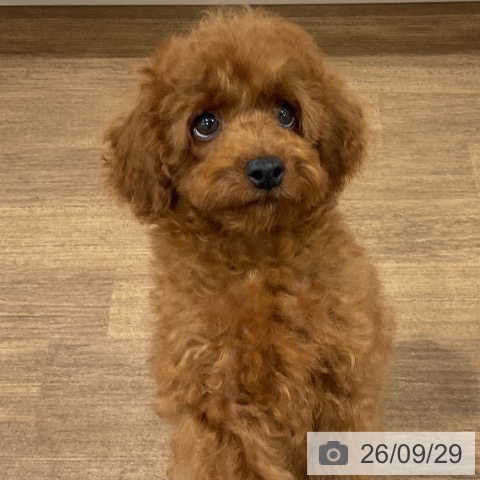 神奈川県のトイプードル(トイ) (ペッツワン 小田原店/2026年6月24日生まれ/男の子/レッド)の子犬の4枚目の画像