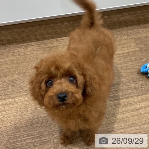 神奈川県のトイプードル(トイ) (ペッツワン 小田原店/2026年6月24日生まれ/男の子/レッド)の子犬の3枚目の画像