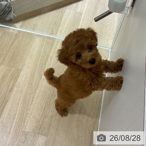 トイ・プードルの写真