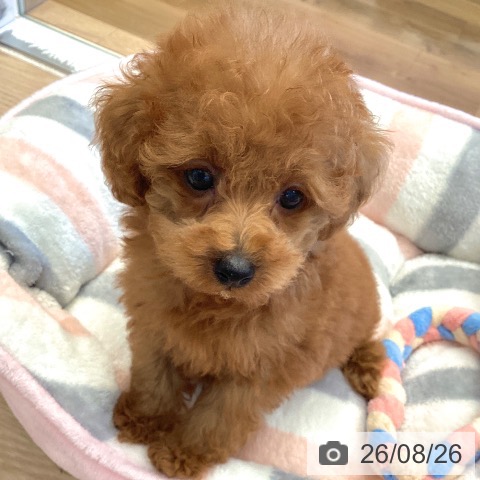 埼玉県のトイプードル(トイ) (ペットプラス 八潮店/2026年6月24日生まれ/女の子/レッド)の子犬の4枚目の画像