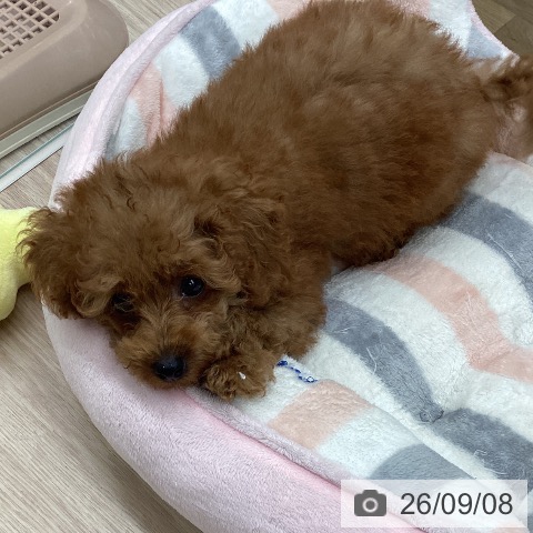 埼玉県のトイプードル(トイ) (ペットプラス 八潮店/2026年6月24日生まれ/女の子/レッド)の子犬の4枚目の画像