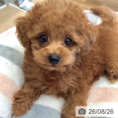 埼玉県のトイプードル(トイ) (ペットプラス 八潮店/2026年6月24日生まれ/女の子/レッド)の子犬の3枚目の画像