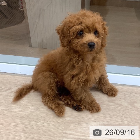 埼玉県のトイプードル(トイ) (ペットプラス 川口店/2026年6月24日生まれ/女の子/レッド)の子犬の4枚目の画像