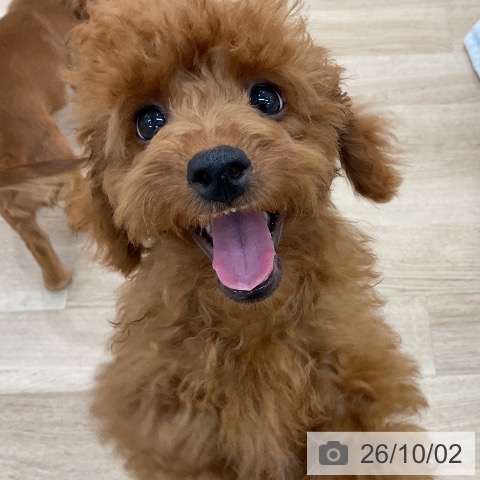 群馬県のトイプードル(トイ) (ペットプラス 前橋店/2026年6月24日生まれ/女の子/レッド)の子犬の4枚目の画像