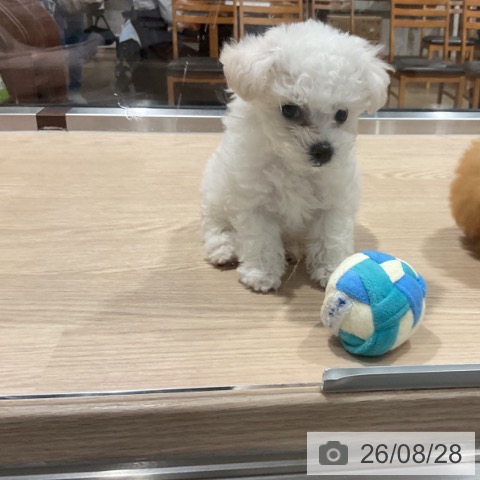 埼玉県のビションフリーゼ (ペットプラス コクーンシティ店/2026年6月25日生まれ/男の子/ホワイト)の子犬の4枚目の画像