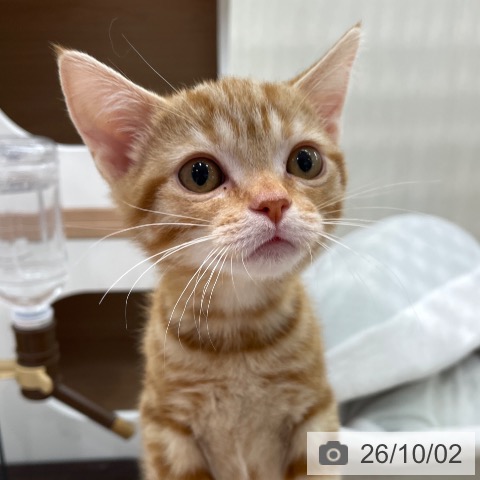 茨城県のアメリカンショートヘアー (ペッツワン 古河店/2026年6月26日生まれ/男の子/レッドタビー)の子猫の3枚目の画像