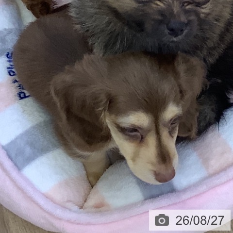 ミニチュア・ダックスフンドの写真