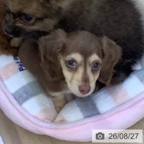 ミニチュア・ダックスフンドの写真