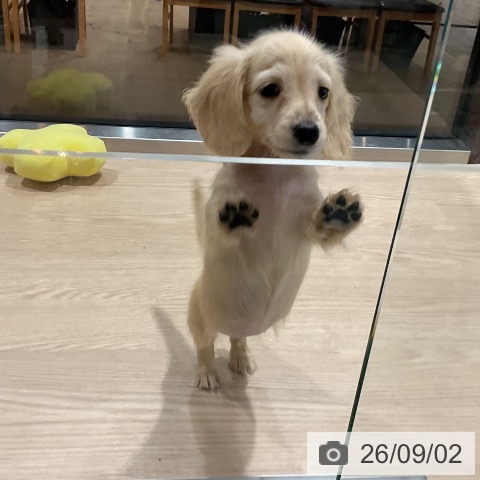 ミニチュア・ダックスフンドの写真