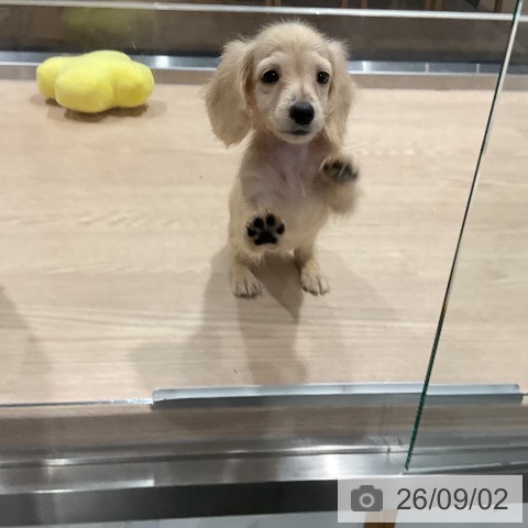 ミニチュア・ダックスフンドの写真