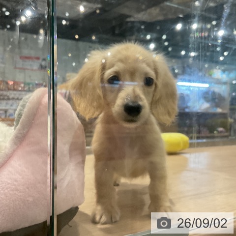 ミニチュア・ダックスフンドの写真