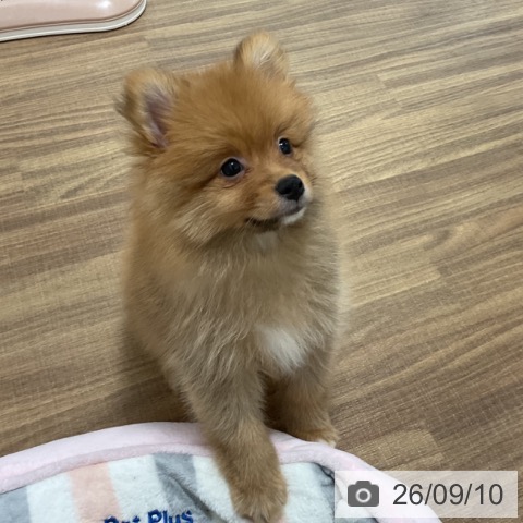 茨城県のポメラニアン (ペッツワン 阿見店/2026年6月26日生まれ/男の子/オレンジ)の子犬の4枚目の画像