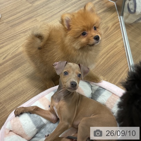 茨城県のポメラニアン (ペッツワン 阿見店/2026年6月26日生まれ/男の子/オレンジ)の子犬の3枚目の画像