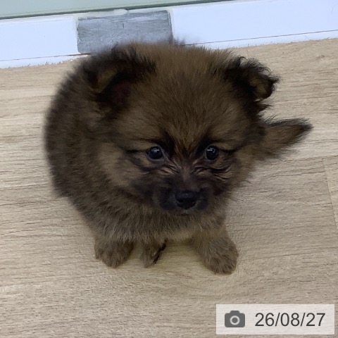 ポメラニアンの写真