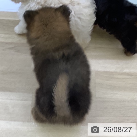 ポメラニアンの写真