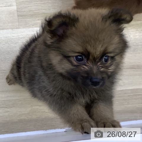 ポメラニアンの写真