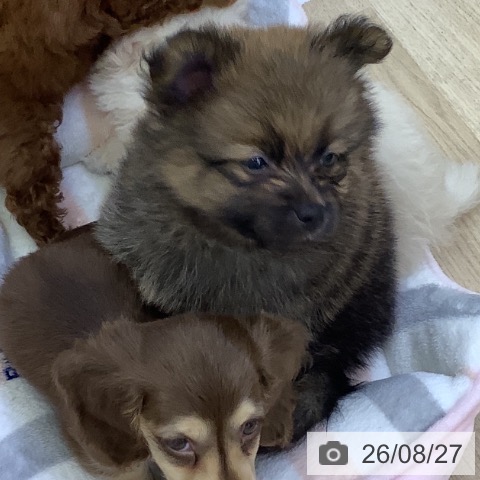 ポメラニアンの写真