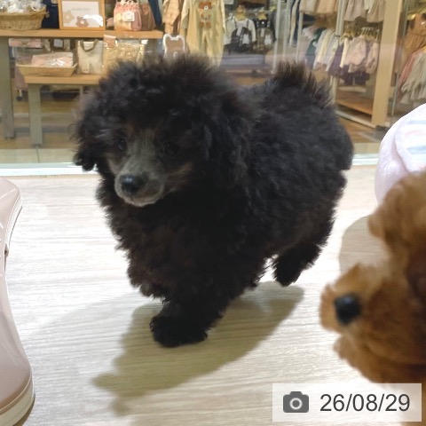 東京都のトイプードル(トイ) (ペットプラス 板橋店/2026年6月22日生まれ/男の子/シルバー)の子犬の4枚目の画像