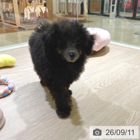 東京都のトイプードル(トイ) (ペットプラス 板橋店/2026年6月22日生まれ/男の子/シルバー)の子犬の4枚目の画像