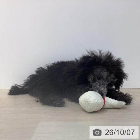 埼玉県のトイプードル(トイ) (ペットプラス クレアモール川越店/2026年6月22日生まれ/男の子/シルバー)の子犬の4枚目の画像