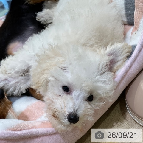 神奈川県のトイプードル(トイ) (ペットプラス ゆめが丘ソラトス店/2026年6月22日生まれ/男の子/ホワイト)の子犬の3枚目の画像