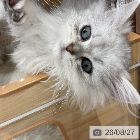 福岡県のペルシャ (ペットプラス 福岡店/2026年6月12日生まれ/男の子/チンチラシルバー)の子猫の4枚目の画像