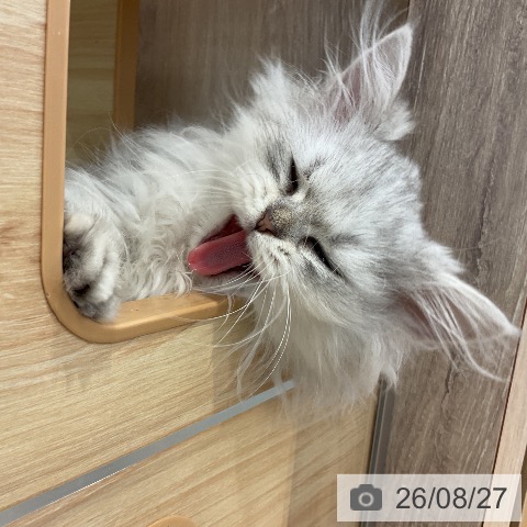 福岡県のペルシャ (ペットプラス 福岡店/2026年6月12日生まれ/男の子/チンチラシルバー)の子猫の3枚目の画像