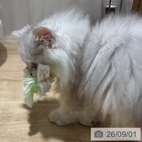 ペルシャの写真