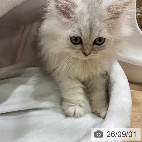 ペルシャの写真